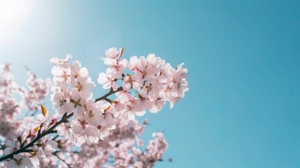 Cherry Blossoms in Spring Sunlight 