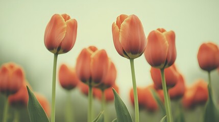 Obraz premium Vibrant Tulip Field in Soft Light: Serene Spring Bloom of Orange Blossoms