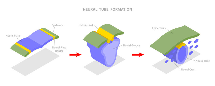 3D Isometric Flat  Illustration of Neural Tube Formation, Anatomy of the Central Nervous System