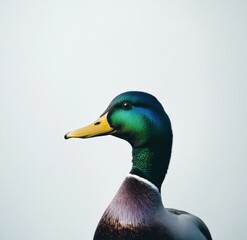 Obraz premium Vibrant green and blue duck with yellow beak in profile against a light background