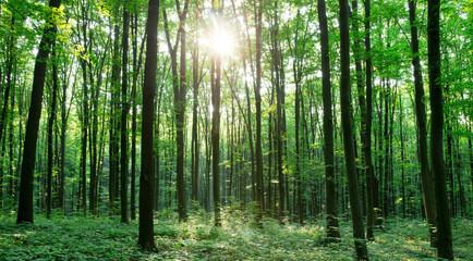 Fototapeta premium green Forest trees. nature green wood sunlight backgrounds
