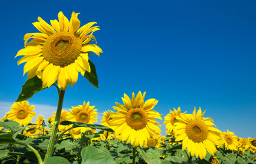 Obraz premium Sunflower field with cloudy blue sky