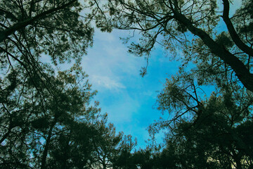 trees and sky