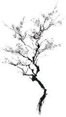Fototapeta premium PNG Sakura tree blossom black white.