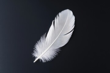 Obraz premium Delicate white feather against a dark background