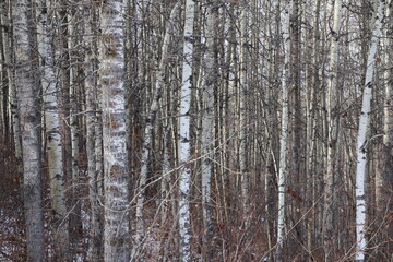 Obraz premium Stand of poplar trees showing white bark with dark spots.