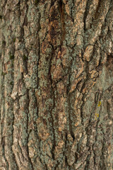 Obraz premium Old Wood Tree Texture Pattern Background 