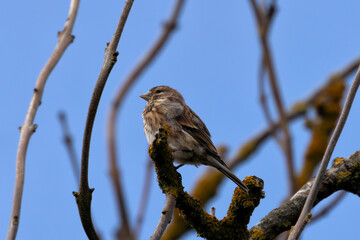 Female Linnet (Linaria cannabina) &ndash; Commonly found in grasslands, spotted at Turvey Nature Reserve, Dublin
