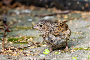 Dunnock (Prunella modularis) – Commonly found in hedgerows and gardens, seen at Father Collins Park, Dublin