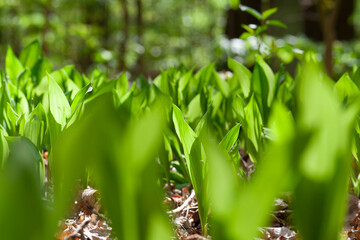 Obraz premium Young green plants in spring forest closeup with soft sunlight