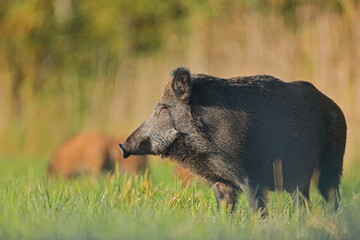 Dzik euroazjatycki, dzik, (Sus scrofa) © Bartosz Rakoczy