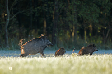 Dzik euroazjatycki, dzik, (Sus scrofa) © Bartosz Rakoczy