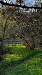 Fototapeta premium Sunlit Forest Path with Green Grass