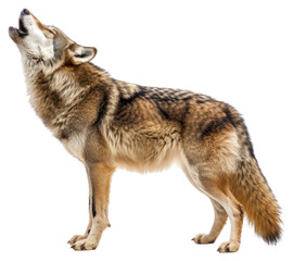 Obraz premium PNG Wolf howling background animal white.