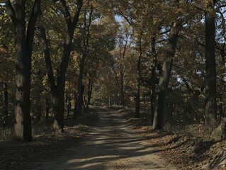 Obraz premium Autumn Forest Path: A Scenic Walk Through Golden Leaves