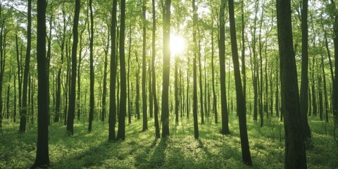 Sunbeams Filtering Through Lush Forest