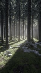 Fototapeta premium Sunbeams Through a Misty Forest - Nature Photography