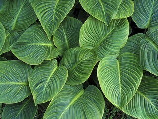Obraz premium Close-up of Lush Green Tropical Leaves: Nature's Abstract Art