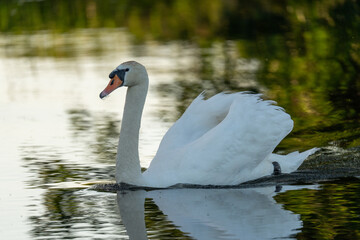 Mute swan