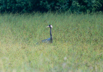 Common Crane