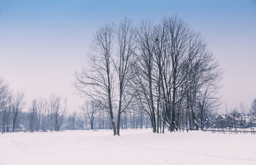 Obraz premium Snow covers the ground and trees in a park in zakopane, poland, with houses and a street visible in the distance on a cold winter day