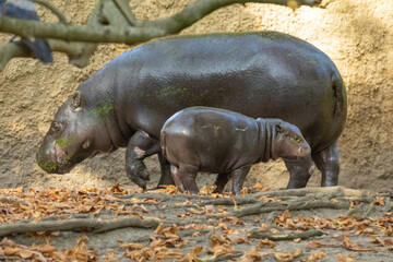 Pygmy hippopotamus Choeropsis liberiensis with mother