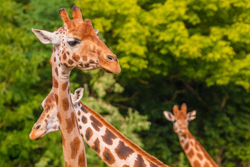 Giraffe in selective focus on green natural background