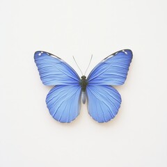Obraz premium Vibrant blue butterfly with delicate wings against a plain background