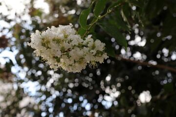 Fototapeta premium Summer flowers in the city park