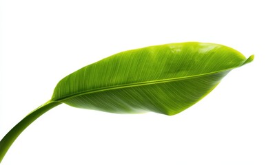 Obraz premium Close-up of a vibrant green banana leaf against a white background