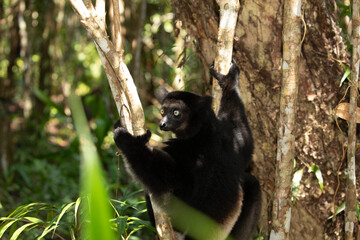 Naklejka premium Lemur Indri indri, babakoto largest lemur from Madagascar