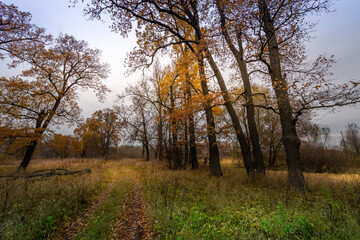 Fototapeta premium A forest with trees in autumn colors