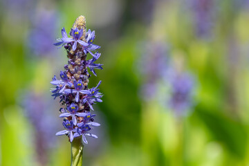 Pickerel weed (pontederia cordata) flower