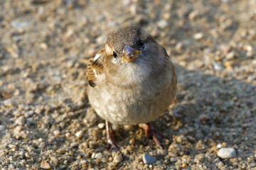 bird on the sand
