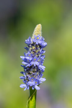 Pickerel Weed" Images – Browse 1,627 Stock Photos, Vectors, and ...