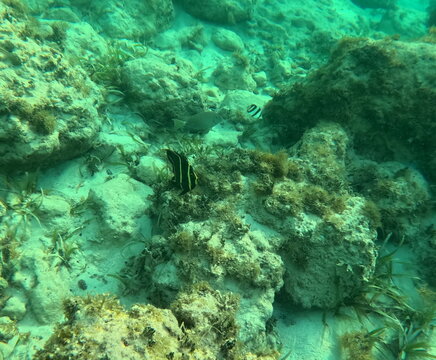 french angelfish, pomacanthus paru in caribbean sea in guadeloupe, in tropical sea water, snorkeling and underwater photo