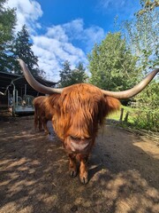 Beatuful highlander standing in nature 