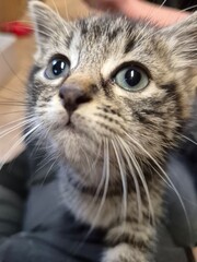 Cute close up kitten curious 