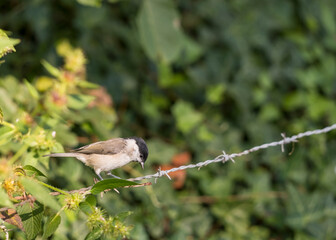 portrait d'un petit oiseau magnifique, au soleil &agrave; l'automne d'une m&eacute;sange nonette