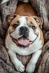 Obraz premium Smiling dog laying on a blanket