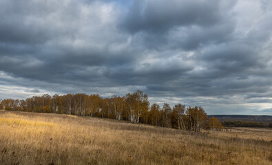 Fototapeta premium A field of trees with a cloudy sky in the background