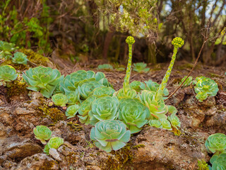 Close-up of Aeonium Succulent plant.