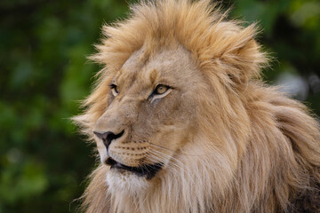 lion's face. expression is calm and majestic, showing off the fine details