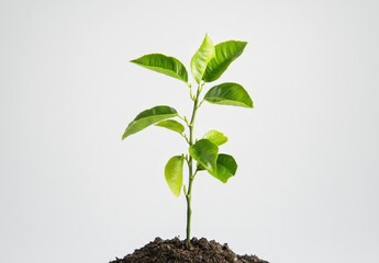 young plant growing in soil on white background