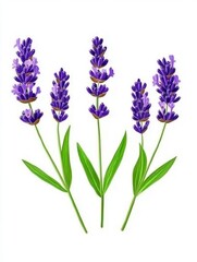 Fototapeta premium Stunning Lavender Flowers