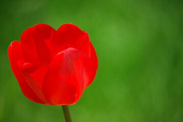 Obraz premium Red Tulip