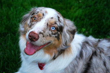 Australian Shepherd