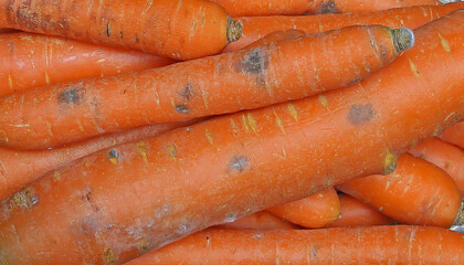 Group of raw Carrots with black dark spots (Alternaria radicina) root rot