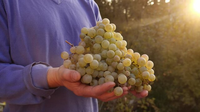 Ripe bunches of grapes in the hands of a farmer. Wine production, winemaking, viticulture, grape plantation. Organic food, small local family farm, farming and harvesting concept