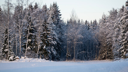 Fototapeta premium Snow-Covered Winter Forest in the Morning Light